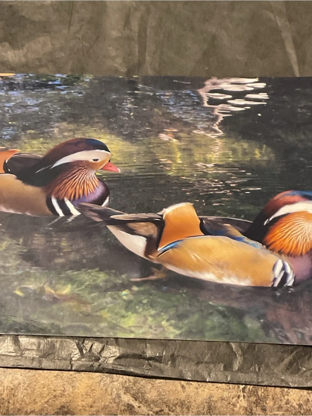 Mandarin Duck and Snowy Egret Art Prints
